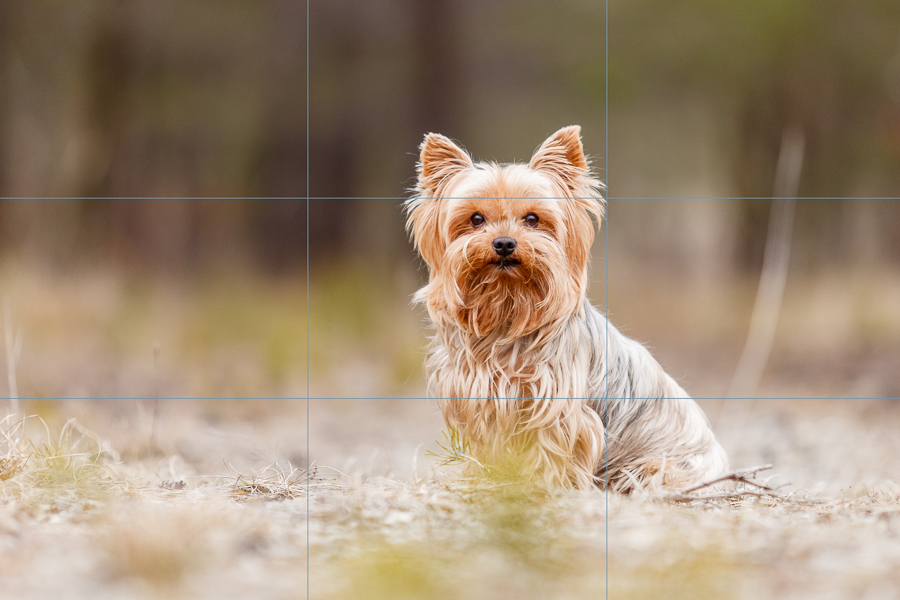 5 Fototipps | Wie du bessere Bilder von deinem Hund machst
