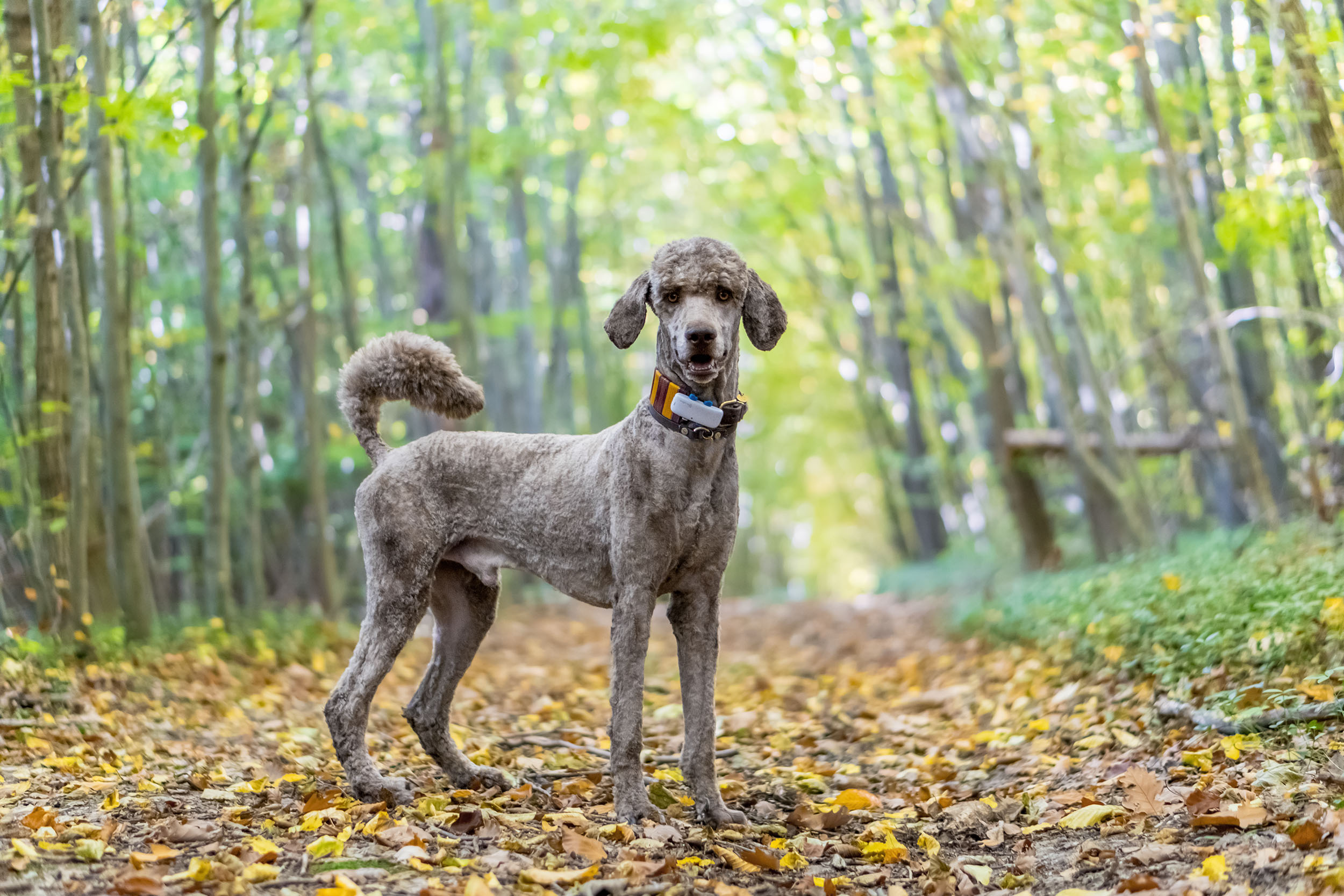 koenigs-pudel_Hundefotografie-Jena-Nadine-Klippstein