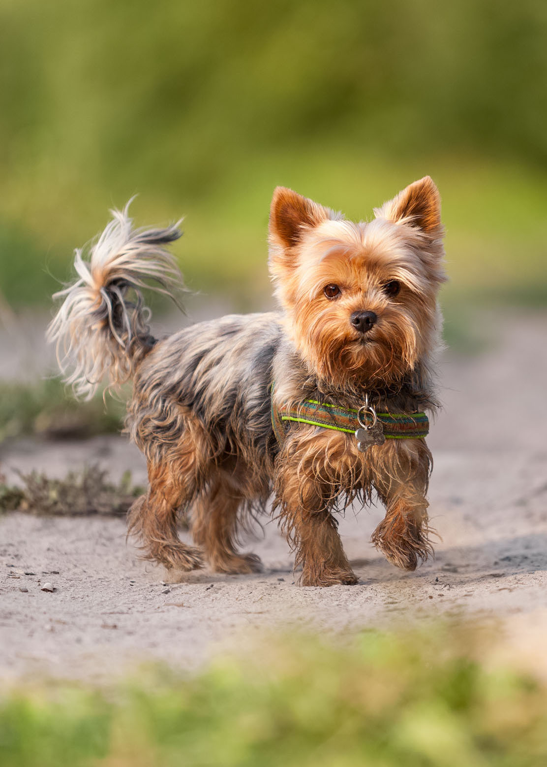 Alfi, ChaosTrickser, Yorkshire Terrier, Hundeleben in Jena